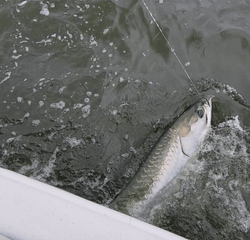 Inshore Tarpon Fishing In Florida